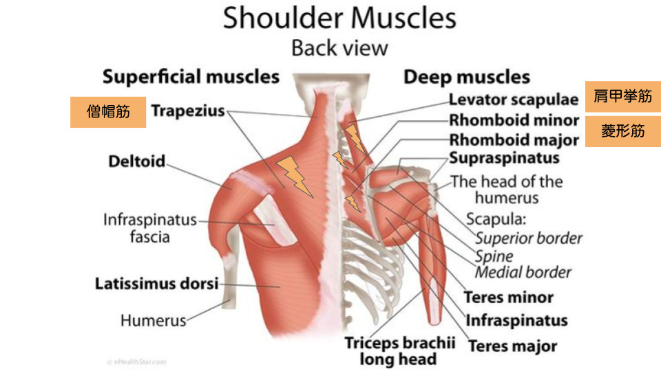 肩こりの原因となりやすい筋肉（体の後面）、僧帽筋、肩甲挙筋、菱形筋