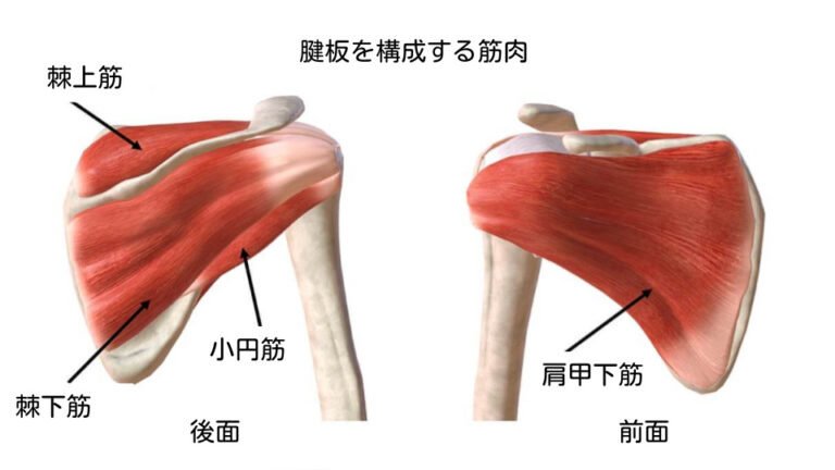 腱板の治療方法
