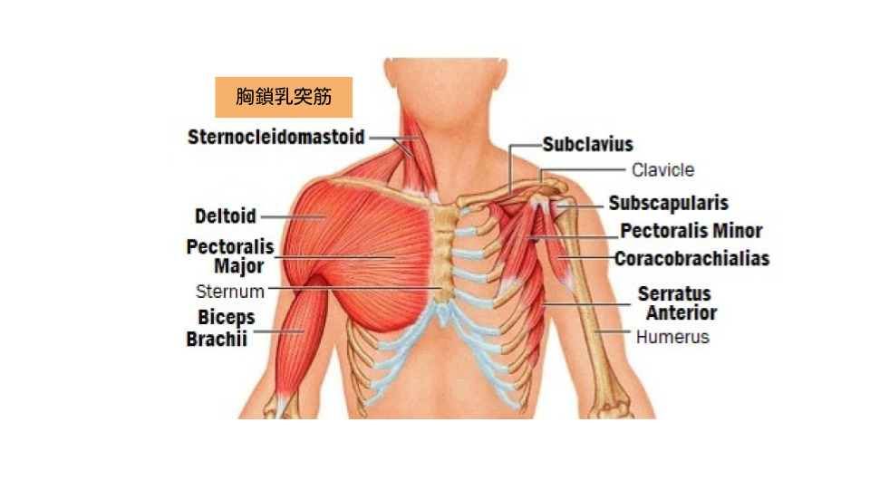 肩こりの原因となりやすい筋肉（体の前面）胸鎖乳突筋