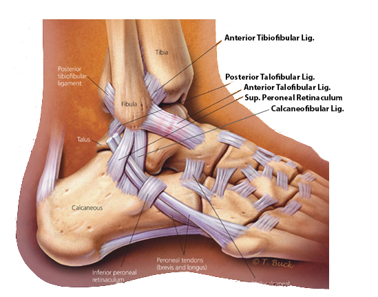 足関節外側の靱帯構造