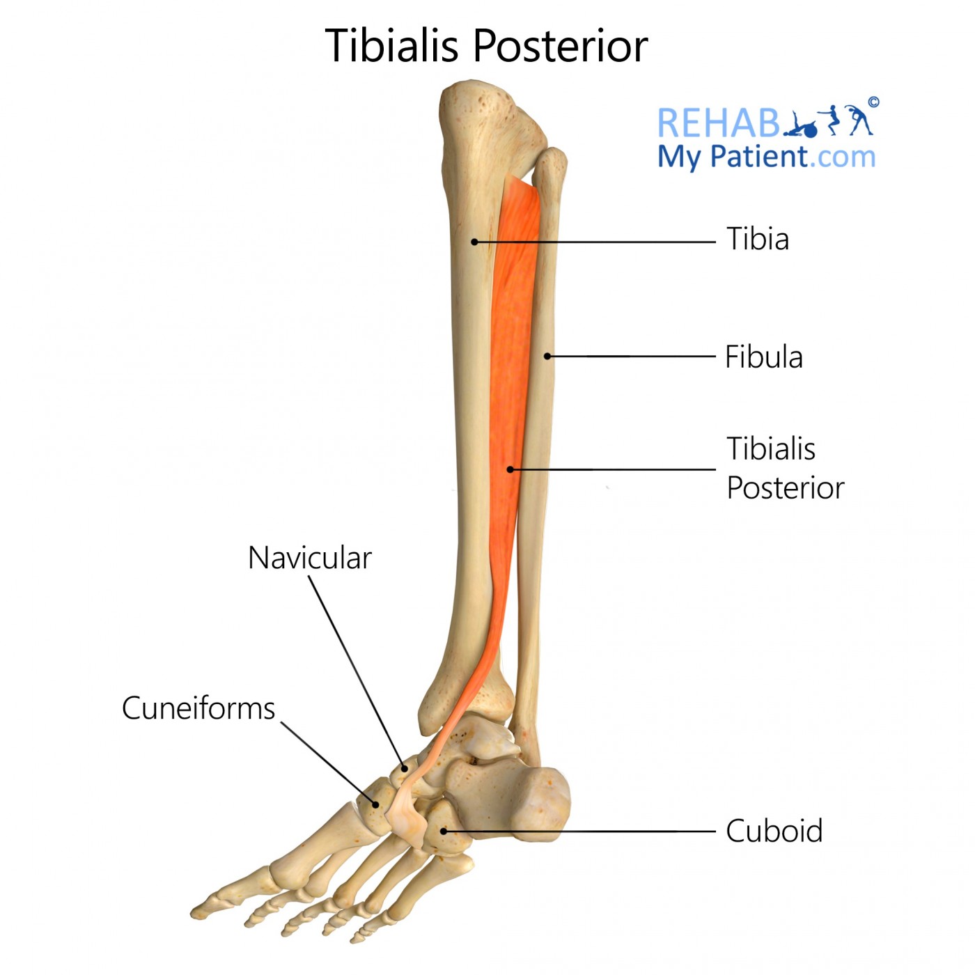 後脛骨筋（Tibialis Posterior）の解剖。内側縦アーチの維持に重要な筋肉である