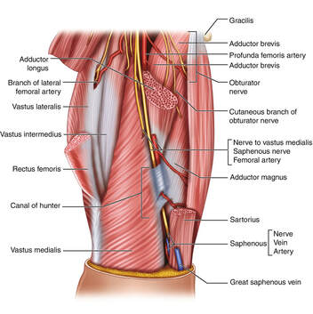 ハンター管における伏在神経の圧迫により膝から下腿の内側にしびれや痛みが生じます