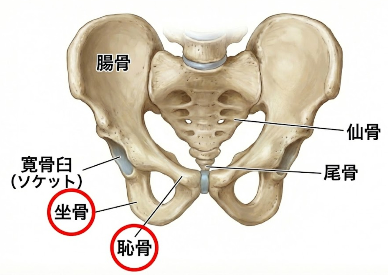 骨盤はリングのような形をしており、恥骨・坐骨はリングの前方にあります